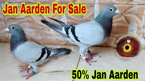 jan aarden pigeons for sale|Jan Aarden pigeons .